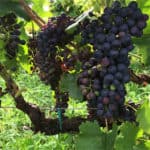 grapes-3