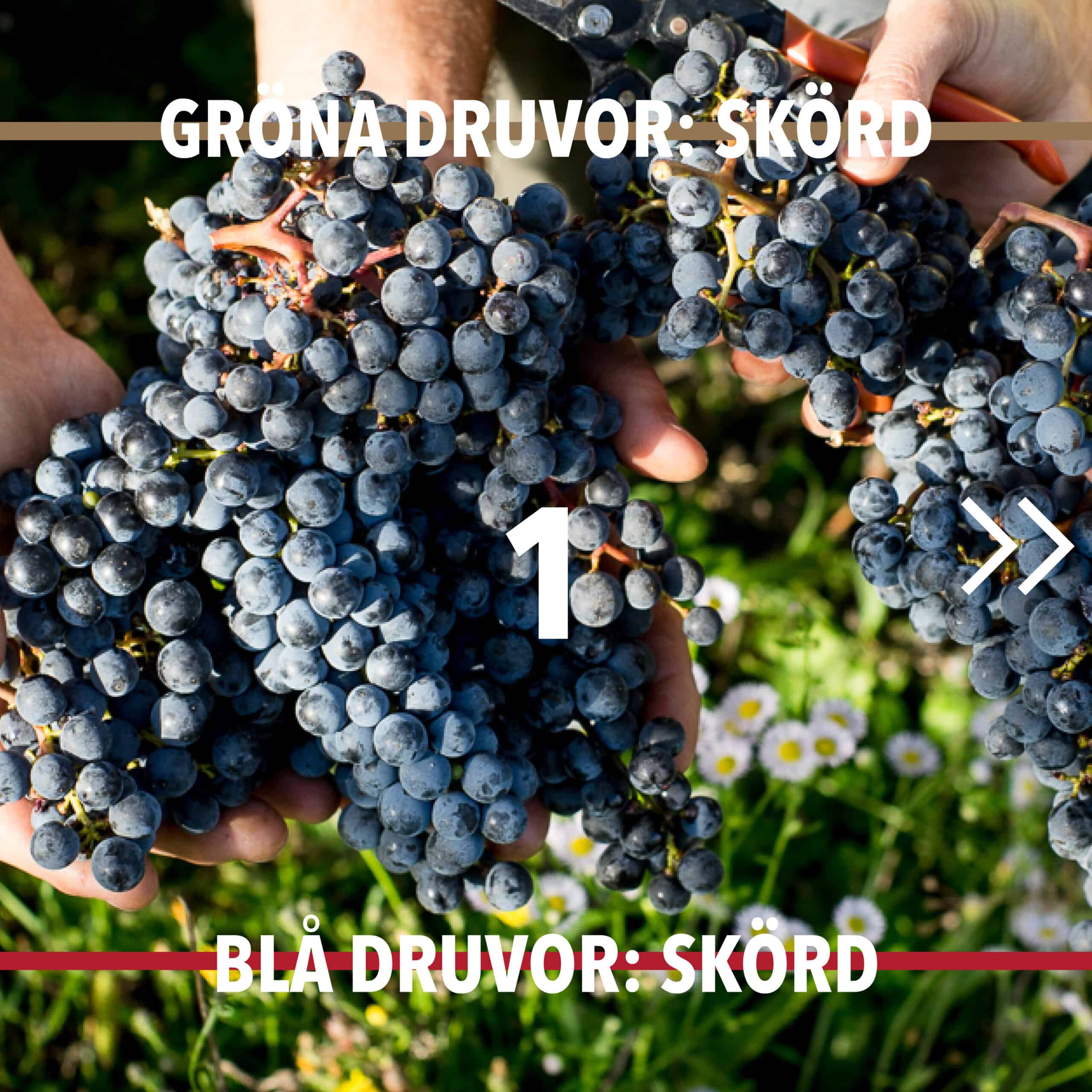 Vintillverkning guide hungry wines: Skörd